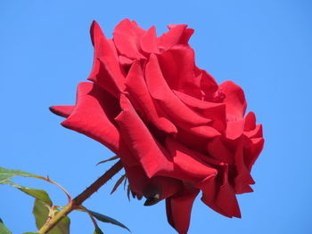 Low angle view of red flowering plant against clear sky