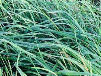 Full frame shot of plants growing on field