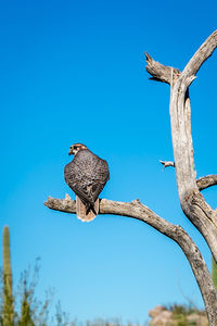 Low angle view of owl perching on tree against clear blue sky