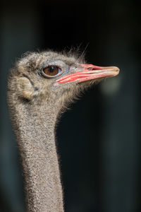 Close-up portrait of ostrich