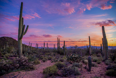 Cactus growing on field against sky during sunset