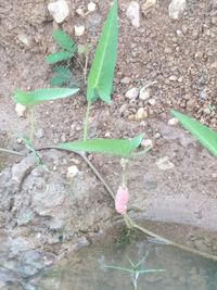 High angle view of small plant growing on field