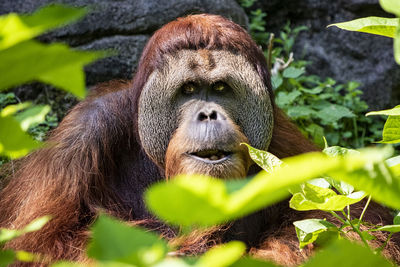 Orangutan looking away in zoo