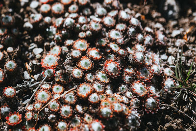 Full frame shot of plant