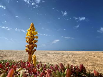 Plant growing on field against sky
