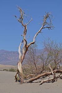 Bare tree against clear sky