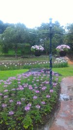 Pink flowers blooming in park against sky