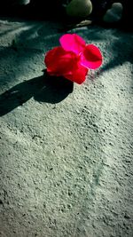 Close-up of multi colored pink flower