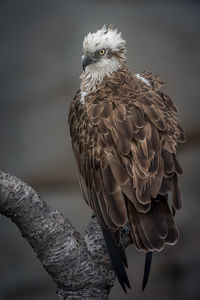 Close-up of eagle perching on branch