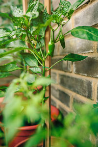 Close-up of plant