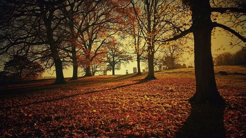Trees on landscape during sunset