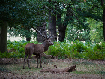 Deer standing in forest