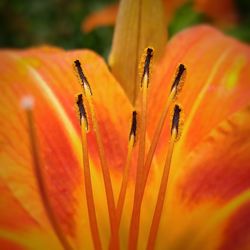 Close-up of orange flower