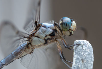 Close-up of spider