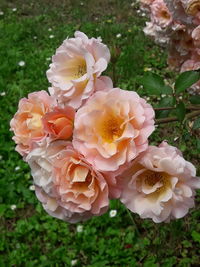 Close-up of rose plant on field