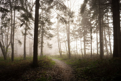 Trees in forest