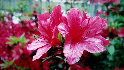 Close-up of red hibiscus blooming outdoors