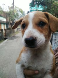 Close-up portrait of puppy