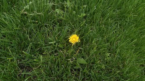 Close-up of yellow flower growing in field