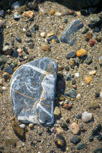 Close-up of seashells on rock at beach