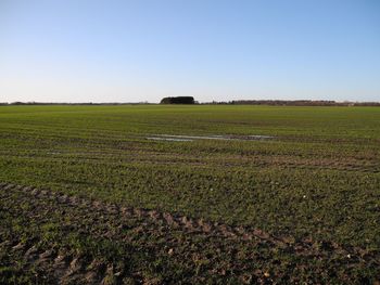 Scenic view of agricultural field against clear sky