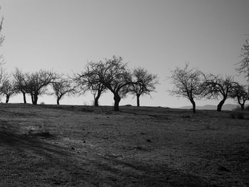 Bare trees on field against clear sky