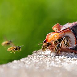 Close-up of bee