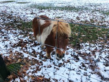 Horse standing on snow covered field