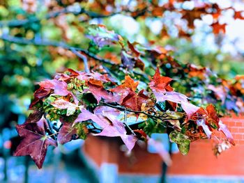 Close-up of maple leaves on tree