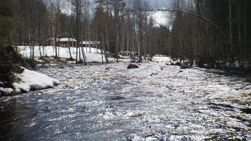 Trees growing in stream during winter