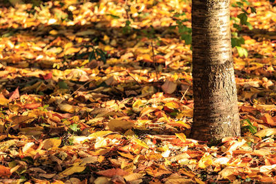 Close-up of tree trunk in forest during autumn