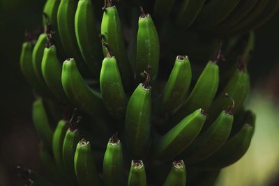 Close-up of bananas growing on tree