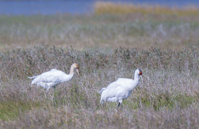 View of birds on field