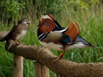 Close-up of birds perching on tree