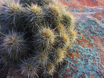 Close-up of cactus plant