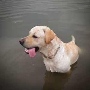 Dog on wet lake