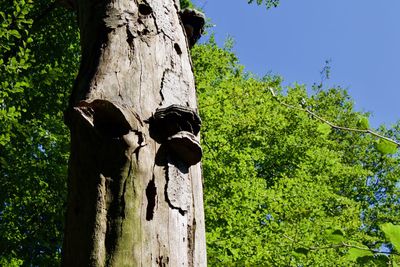 Low angle view of tree trunk