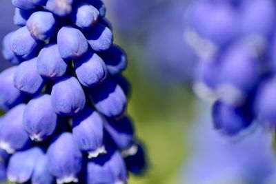 Close-up of purple flowering plants