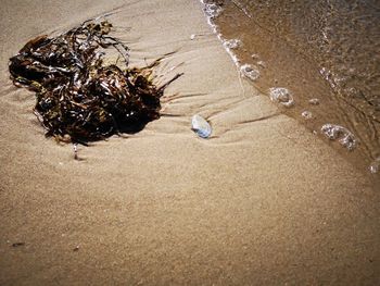 High angle view of shells on beach