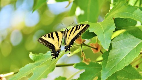 Butterfly on leaves