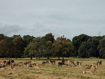 Horses in a field