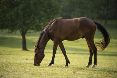 Horse grazing in a field