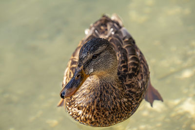 Close-up of a duck