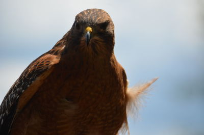 Close-up of eagle against sky