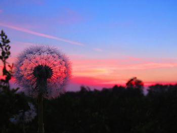 Close-up of dandelion against sky during sunset