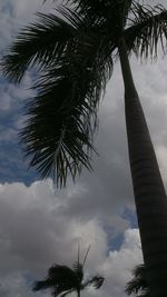 Low angle view of palm trees against sky