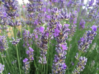 Close-up of purple flowers