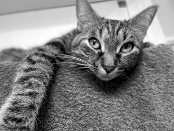 Close-up portrait of a cat