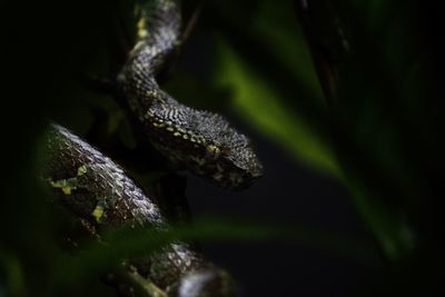 Close-up of lizard on tree