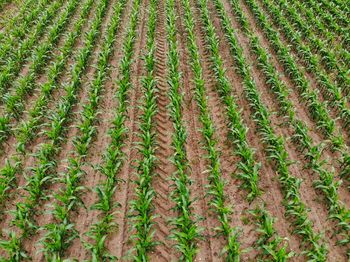 Full frame shot of corn field